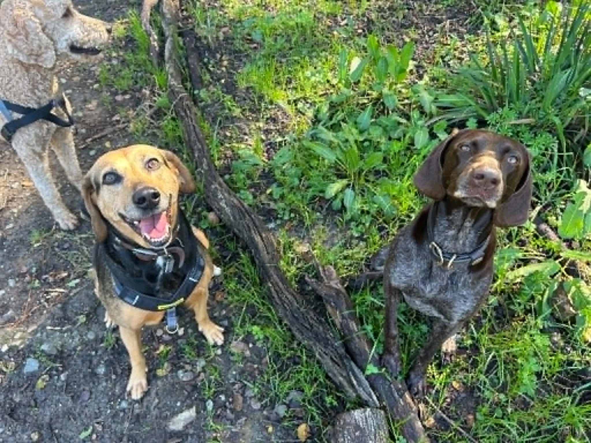 Three dogs, one with a golden coat and two with brown and black coats, sitting on a dirt and grass ground near some green plants. Their expressions are happy and alert.
