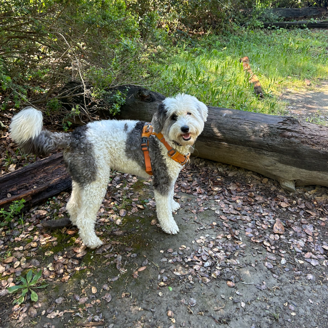 A happy curly-haired dog with white and gray fur wearing an orange harness standing on a dirt trail in a wooded area.