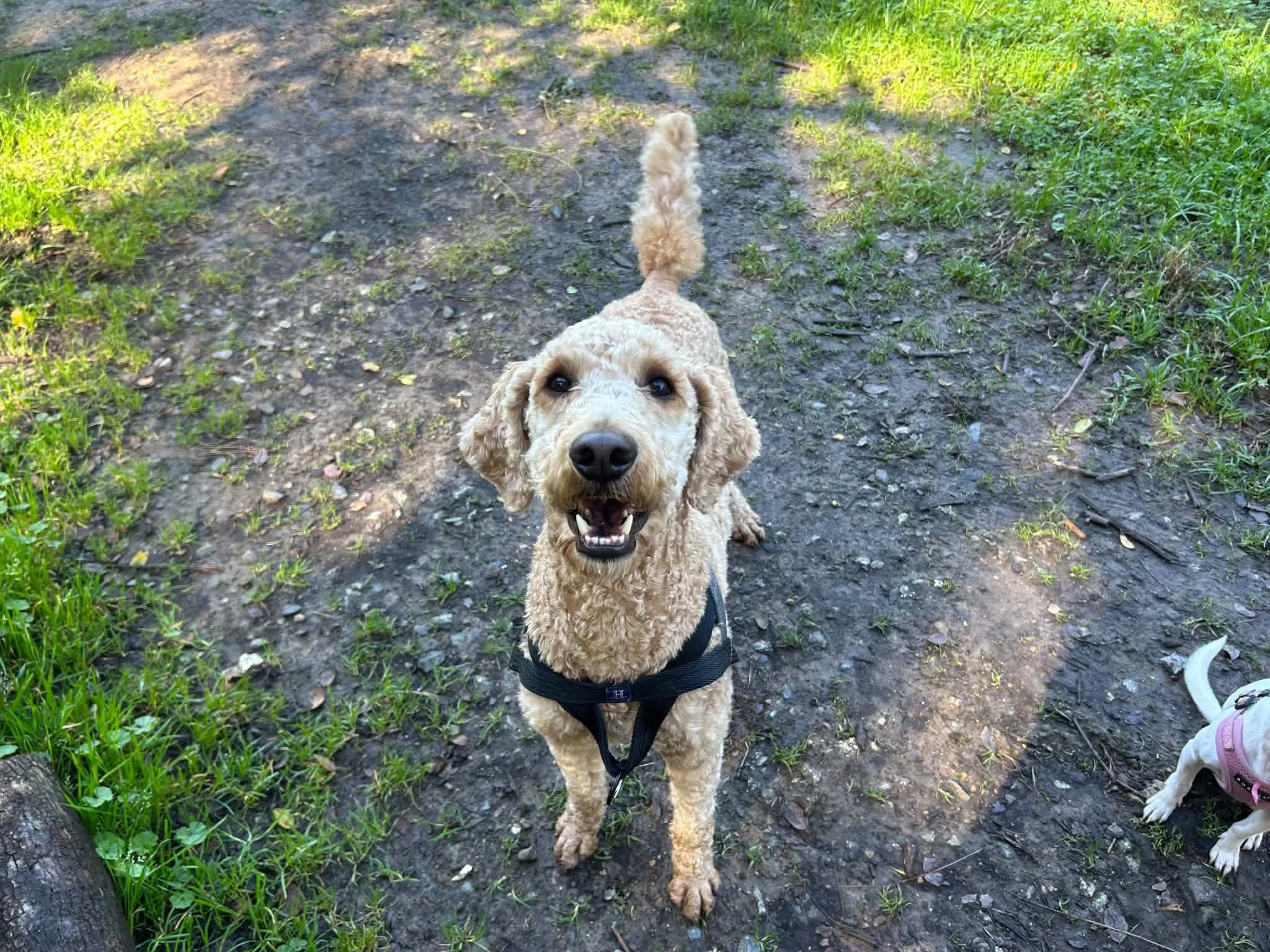 A tan curly-haired dog with a black harness looking up at the camera with a happy expression. The dog is outdoors on a dirt and grass path surrounded by green vegetation.