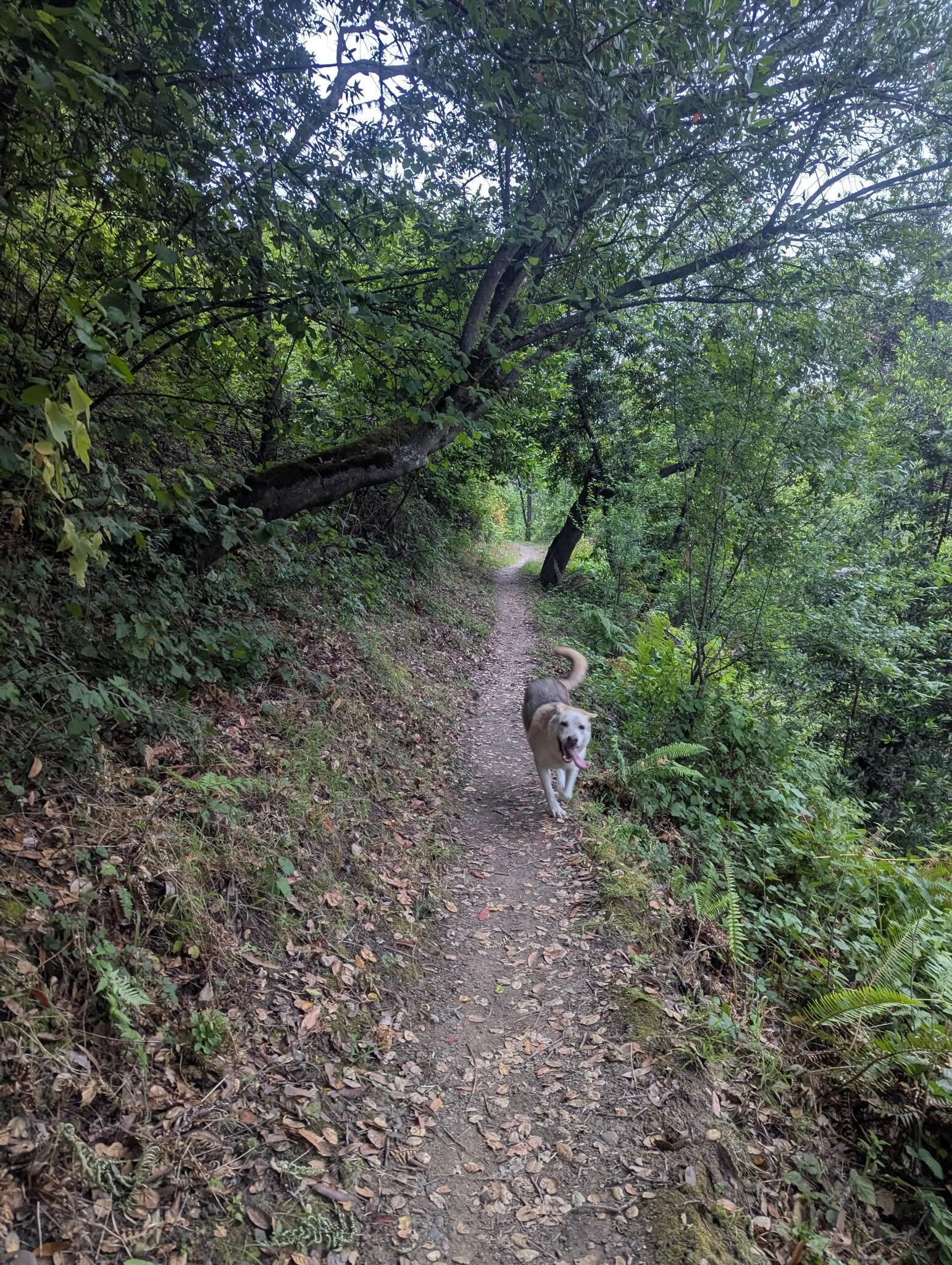 oliver running off leash.jpg