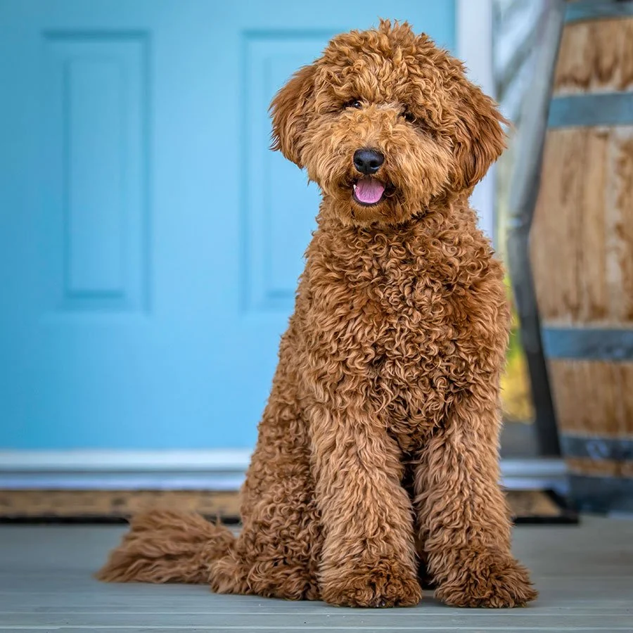 golden doodle.jpg