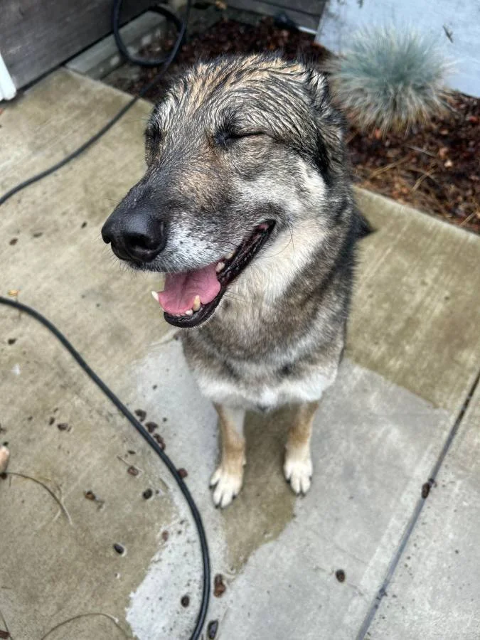 Happy, wet dog sitting on concrete patio with closed eyes, tongue out, and a joyful expression.