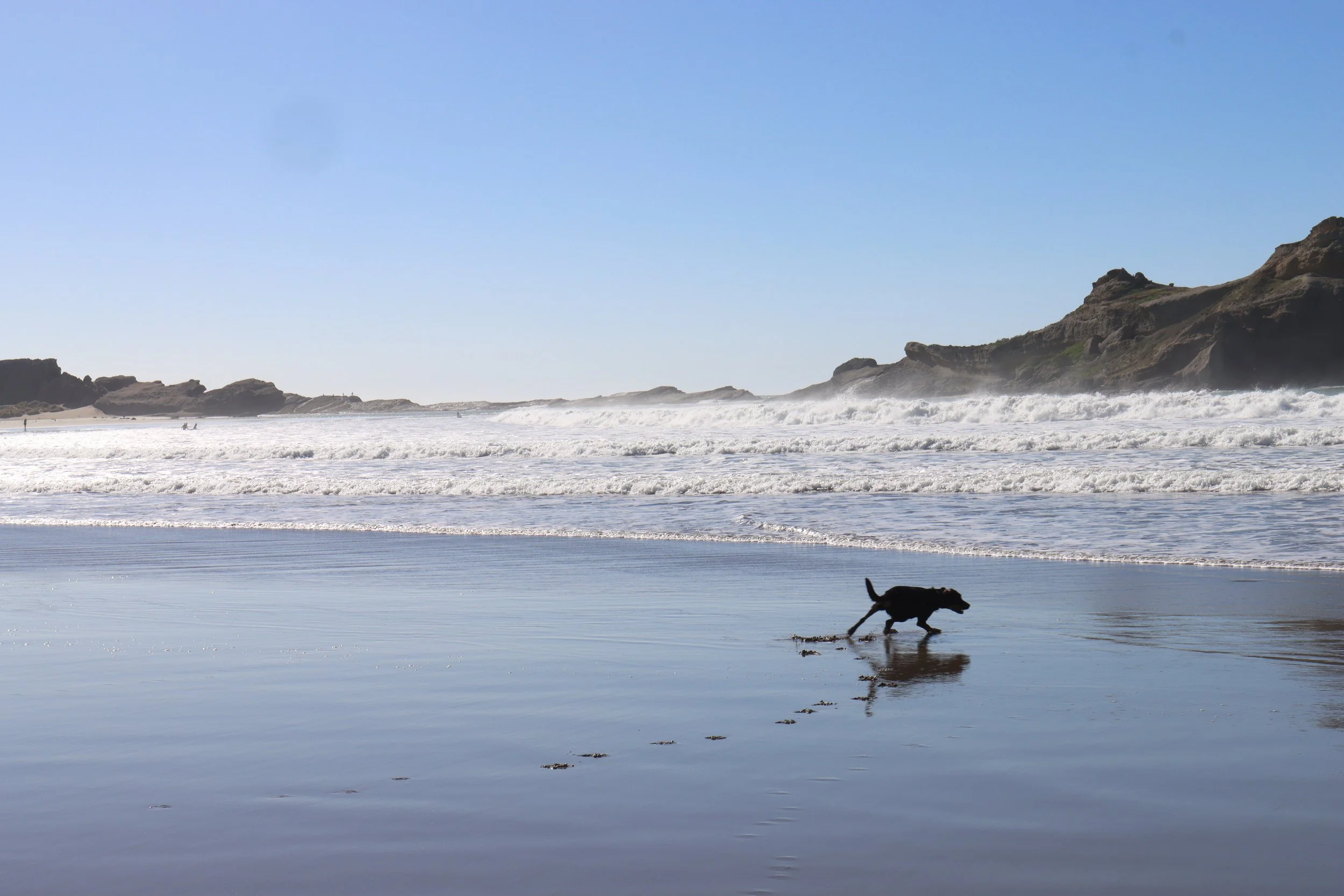 A dog running along the shoreline of a beach with waves crashing in the background and rocky cliffs on the horizon.