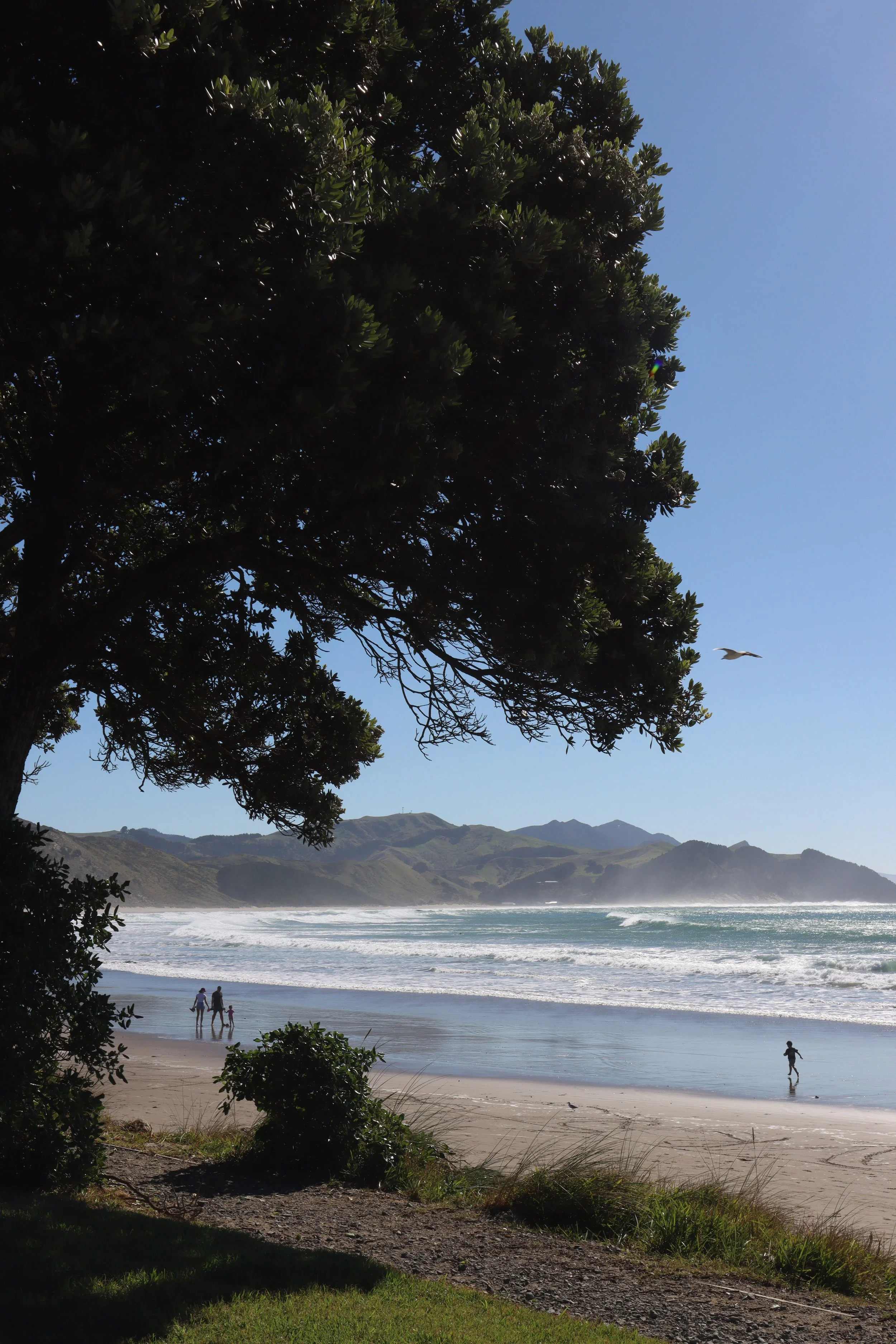 A scenic beach view with a large tree in the foreground, a few people walking along the sandy shore, rolling waves in the ocean, green hills in the background, and a blue sky overhead.