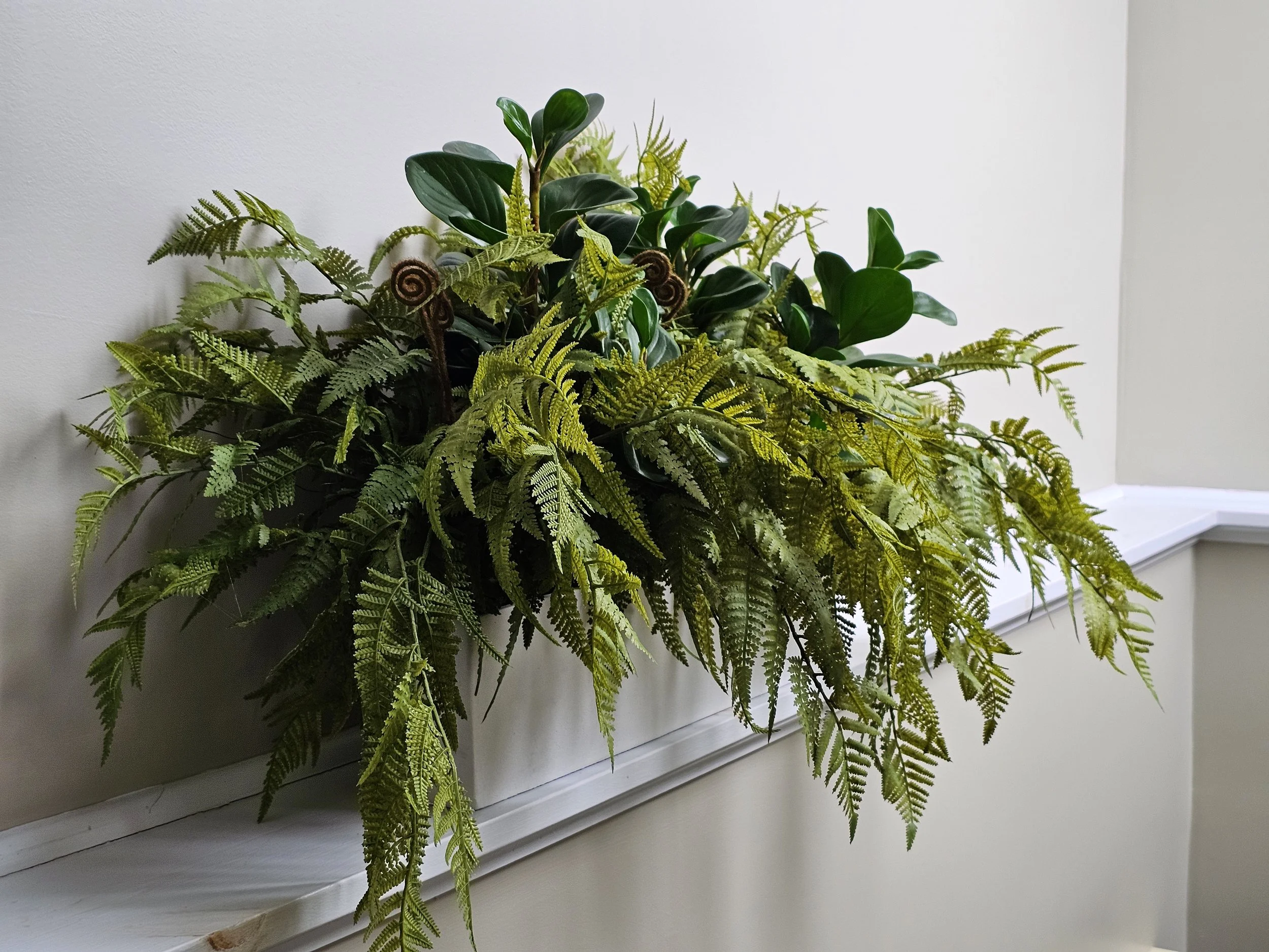 Plante verte d'ornement