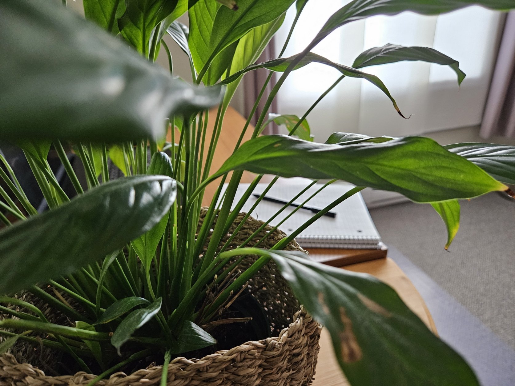 Espace de travail près d'une plante verte
