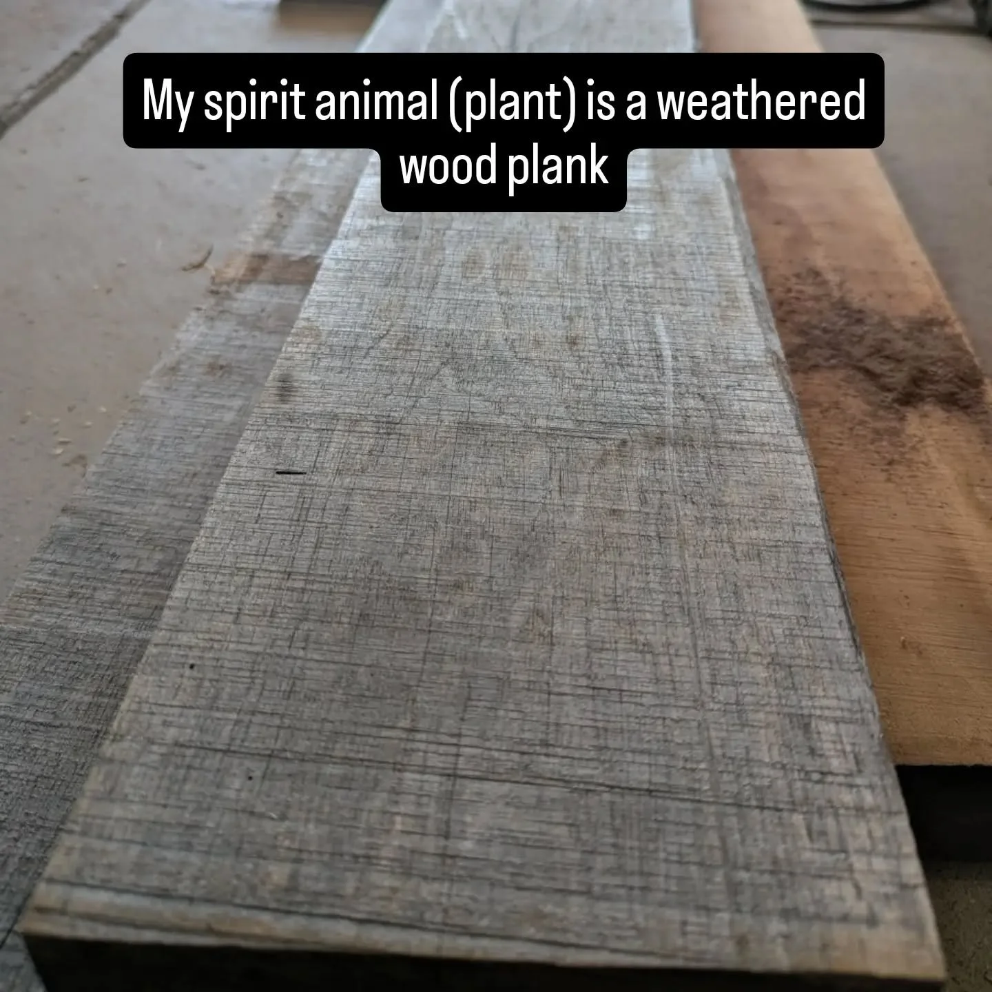 Let me explain. To most, this piece of lumber looks to be past its prime and destined for the landfill. That couldn't be further from the truth. It's spent decades growing and creating character within itself. Sure a storm may have knocked it over, b