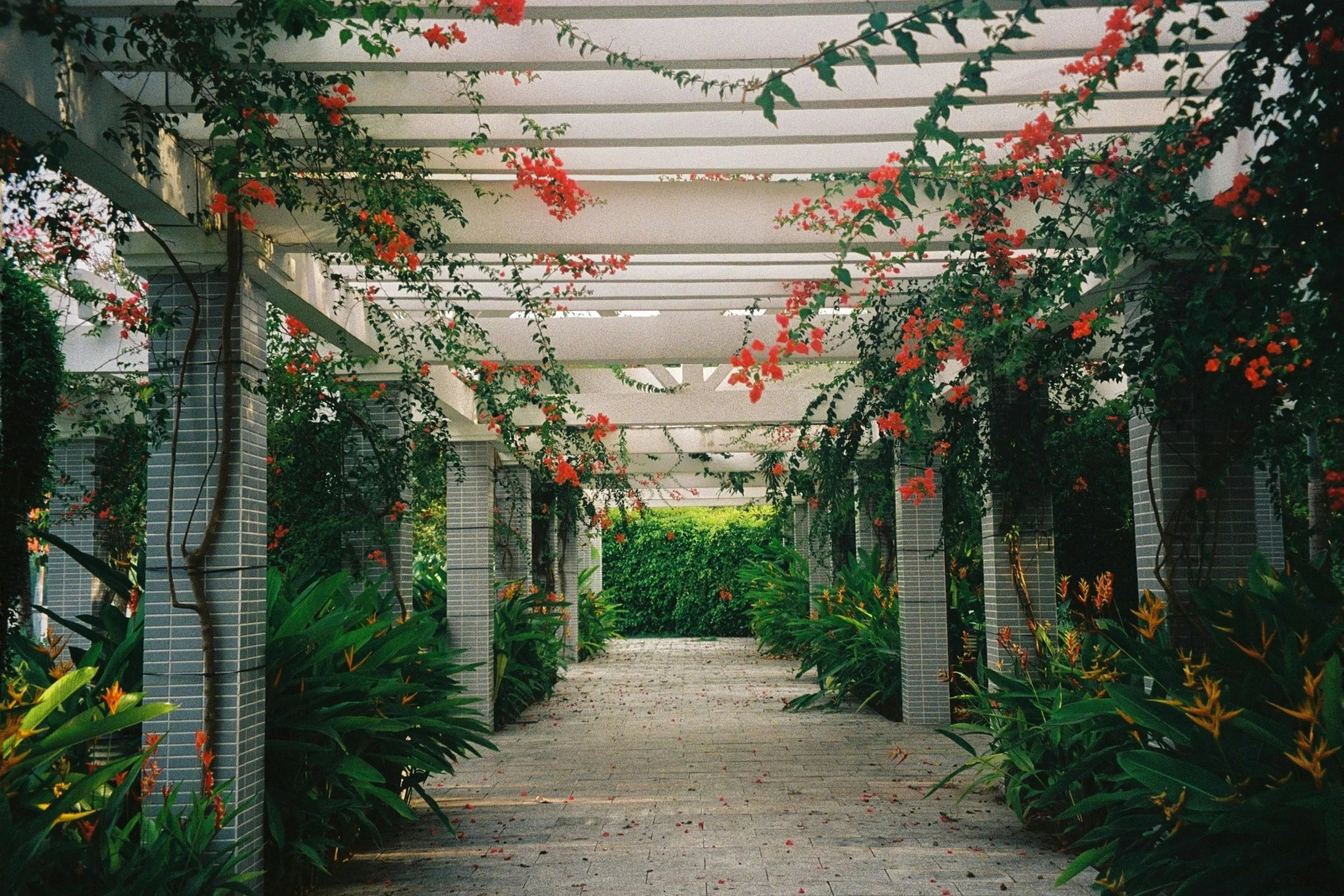 A walkway through a garden with flowering vines and plants on both sides and overhead trellis covered with red and orange blossoms.
