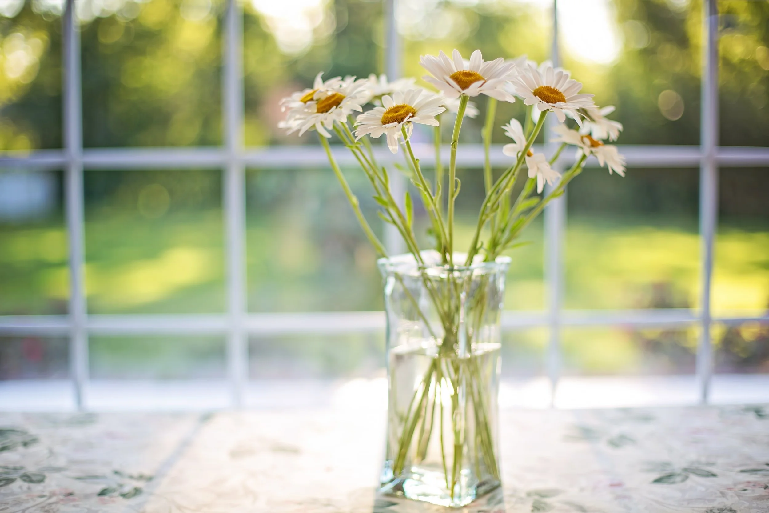 A glass vase filled with white daisy flowers placed on a table near a window, with a blurred green outdoor background.