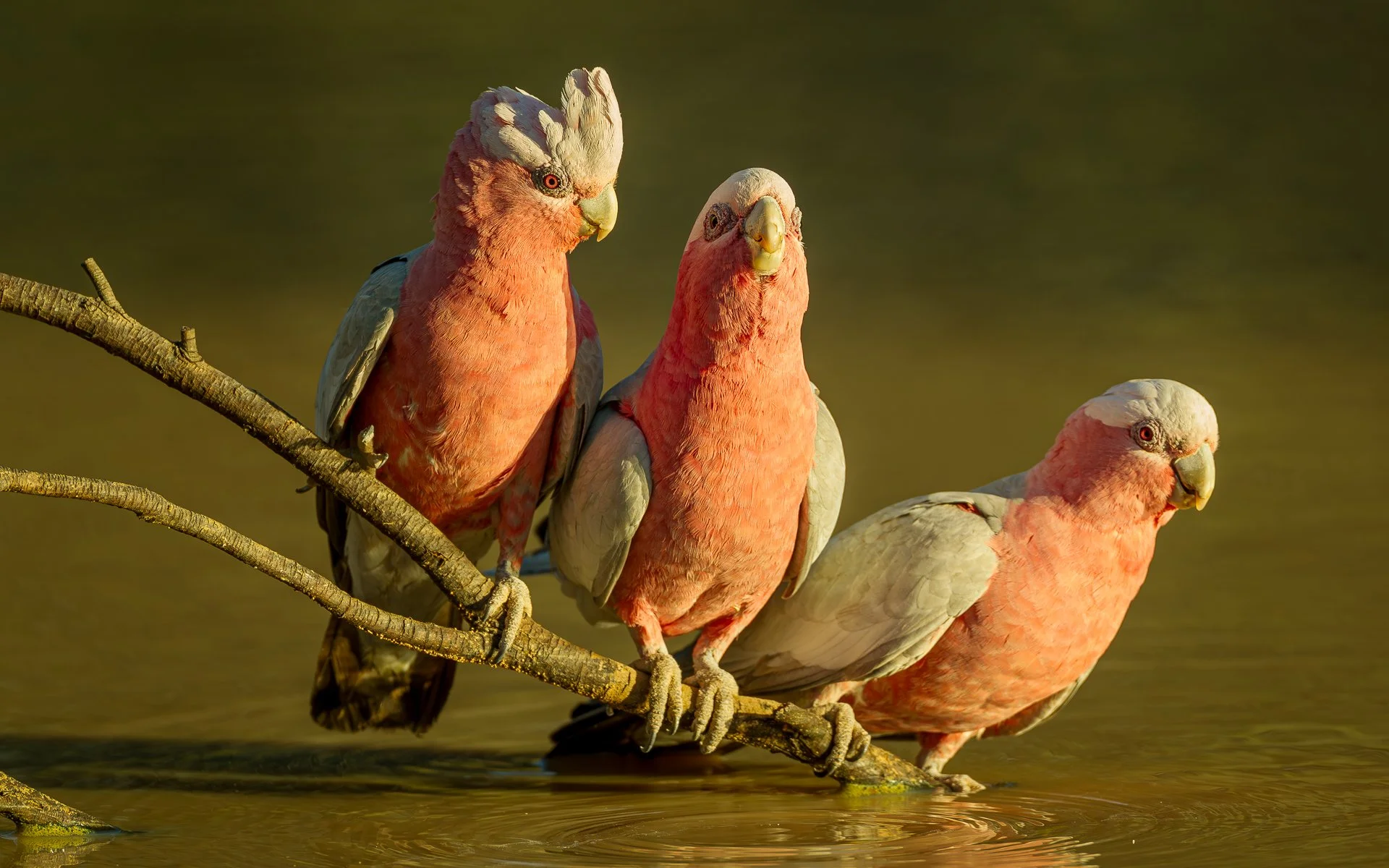 Aussie Galah Trio.jpg