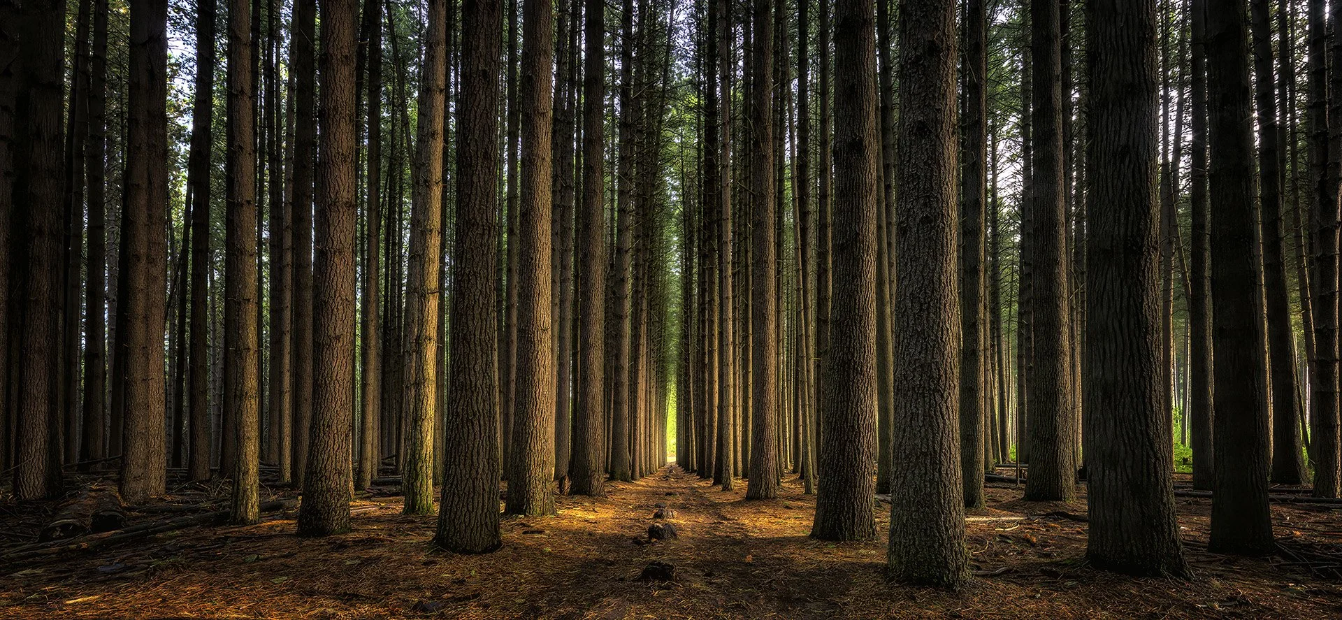 Sugarpine Forest - Timothy Poulton