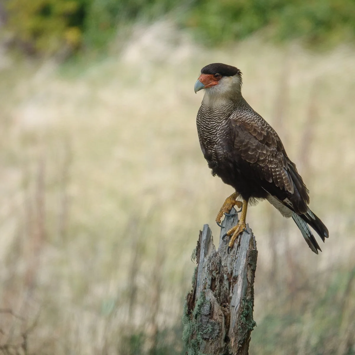 Nature - Bird of Prey - Ken Webb