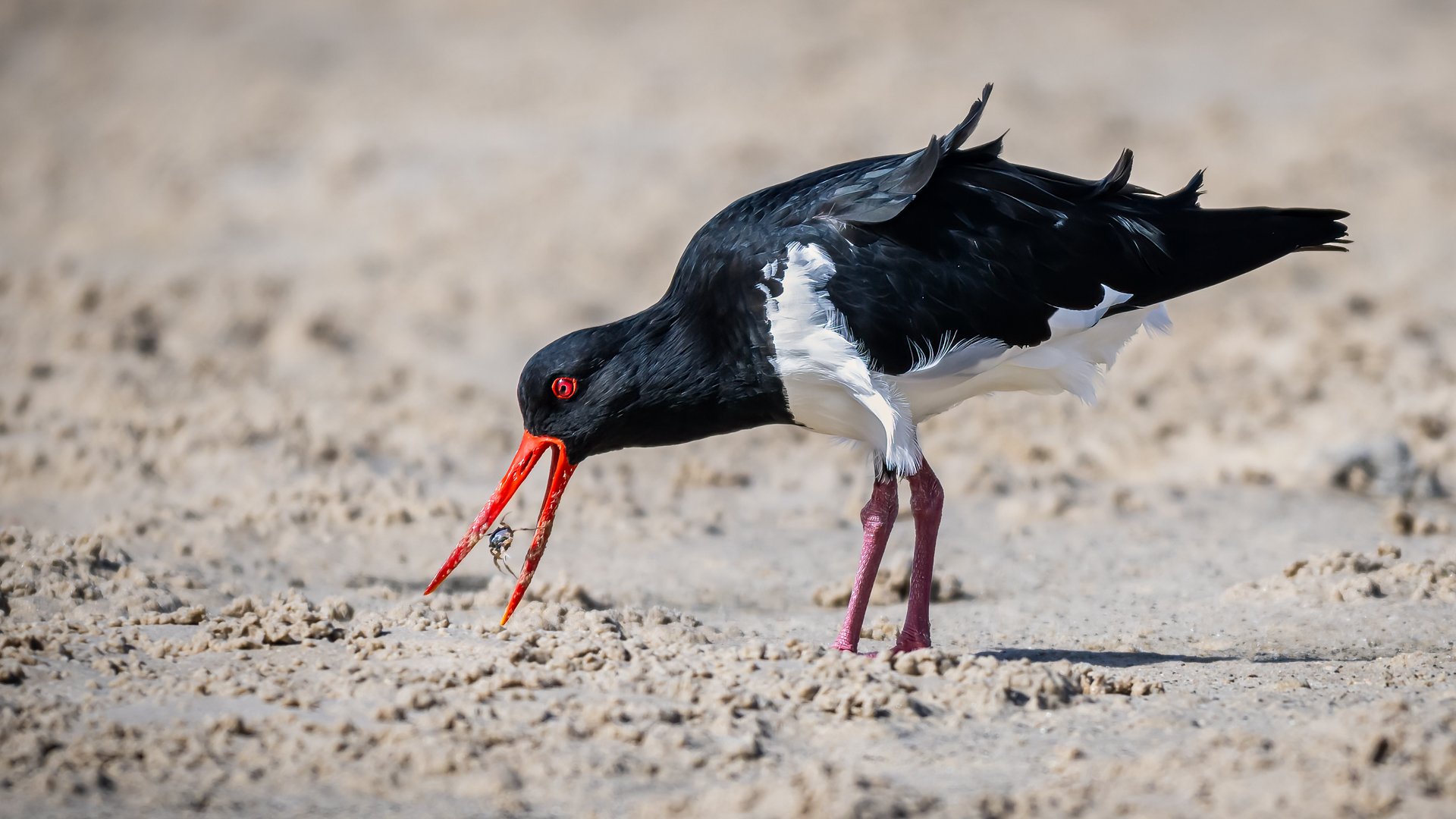 Nature - Pied Oystercatcher feeding - Paul Balfe
