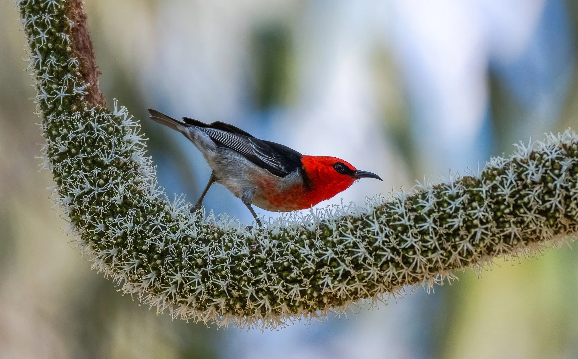 Nature - Scarlet Myzomela - Christine Fenwick