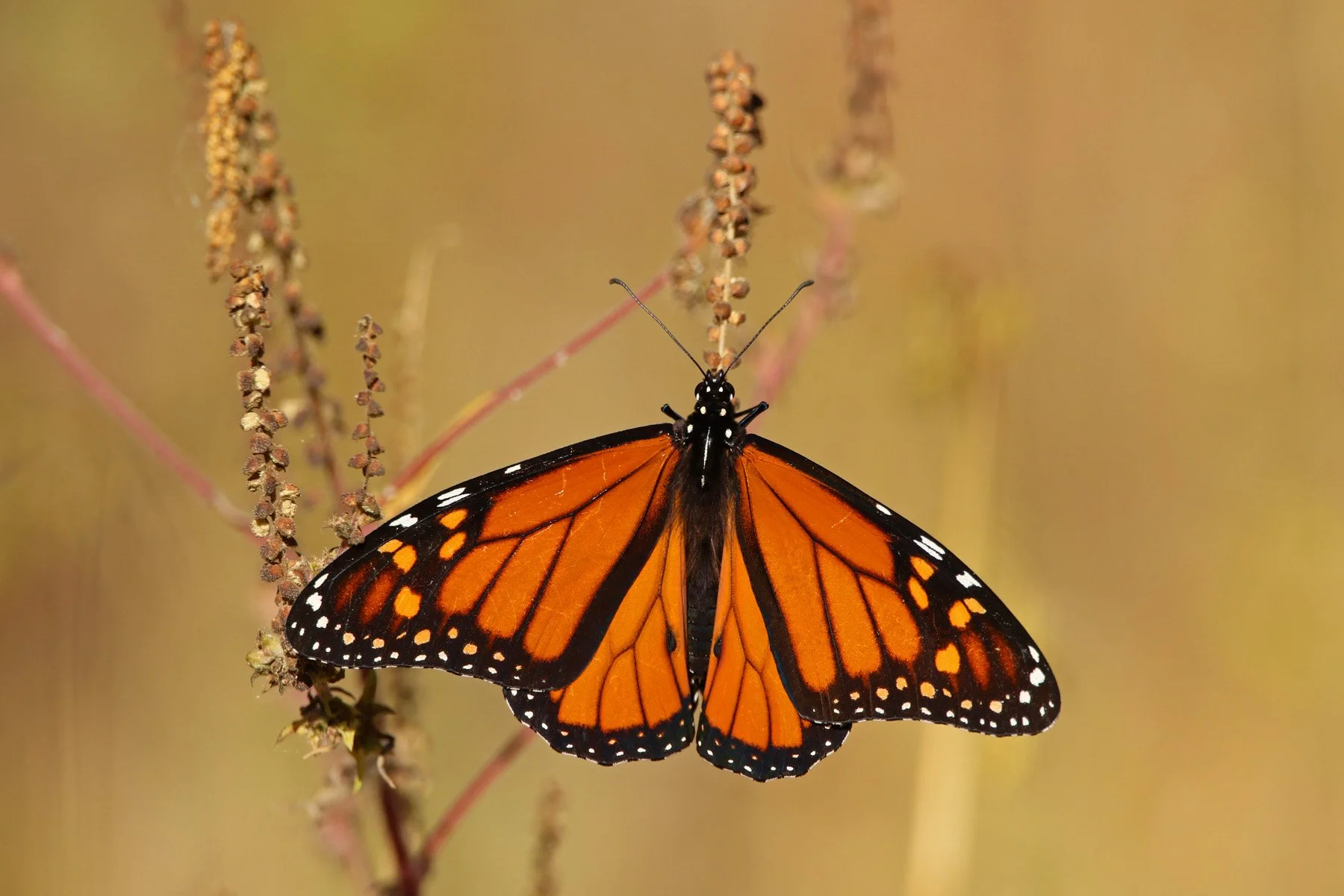 AB Grade Digital - Deb Stokes - Flutterby