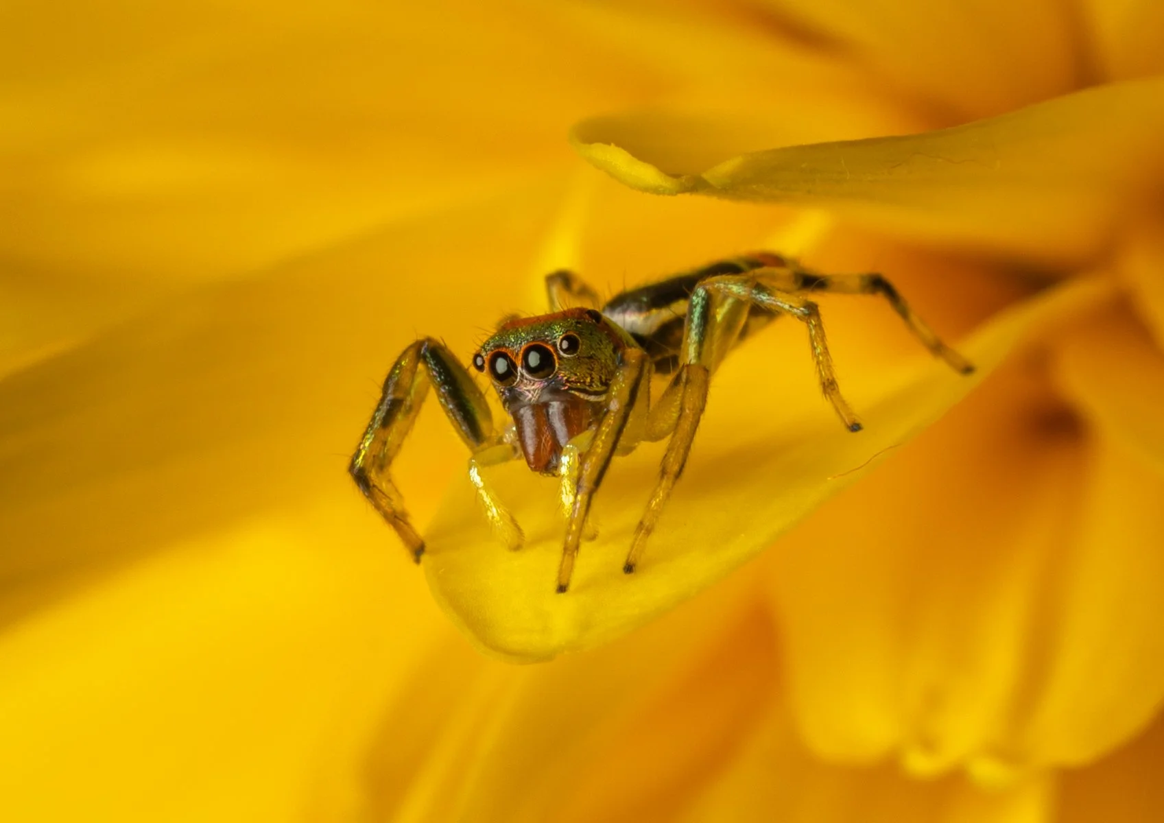A Grade Print - Andrea Lago - Peeking Out