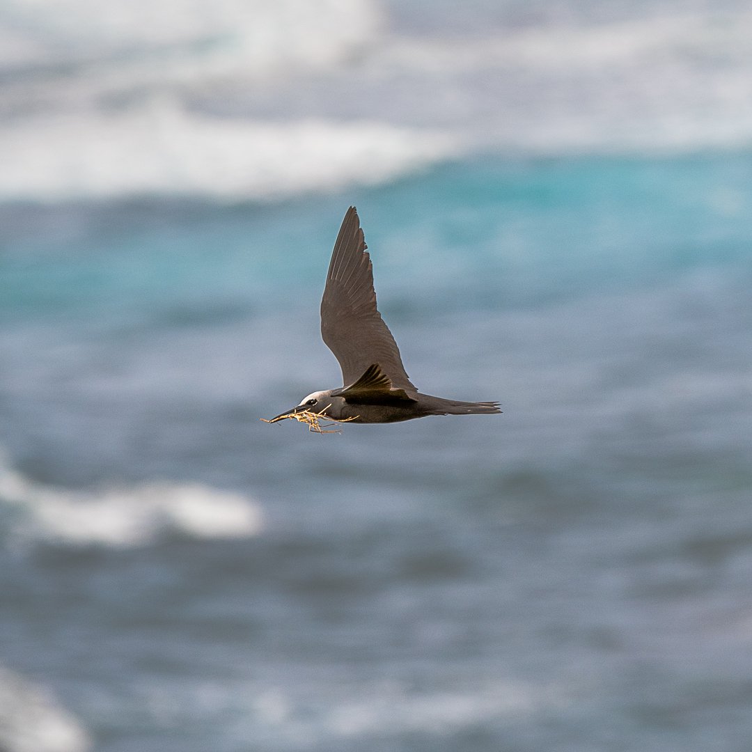 Nature - Par Avion - Leanne Stonehouse