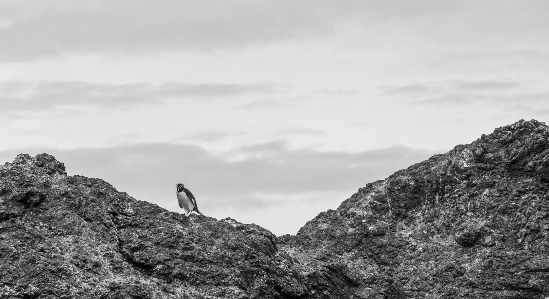 A Grade Digital - Valerie Kleindienst - Lone Rockhopper