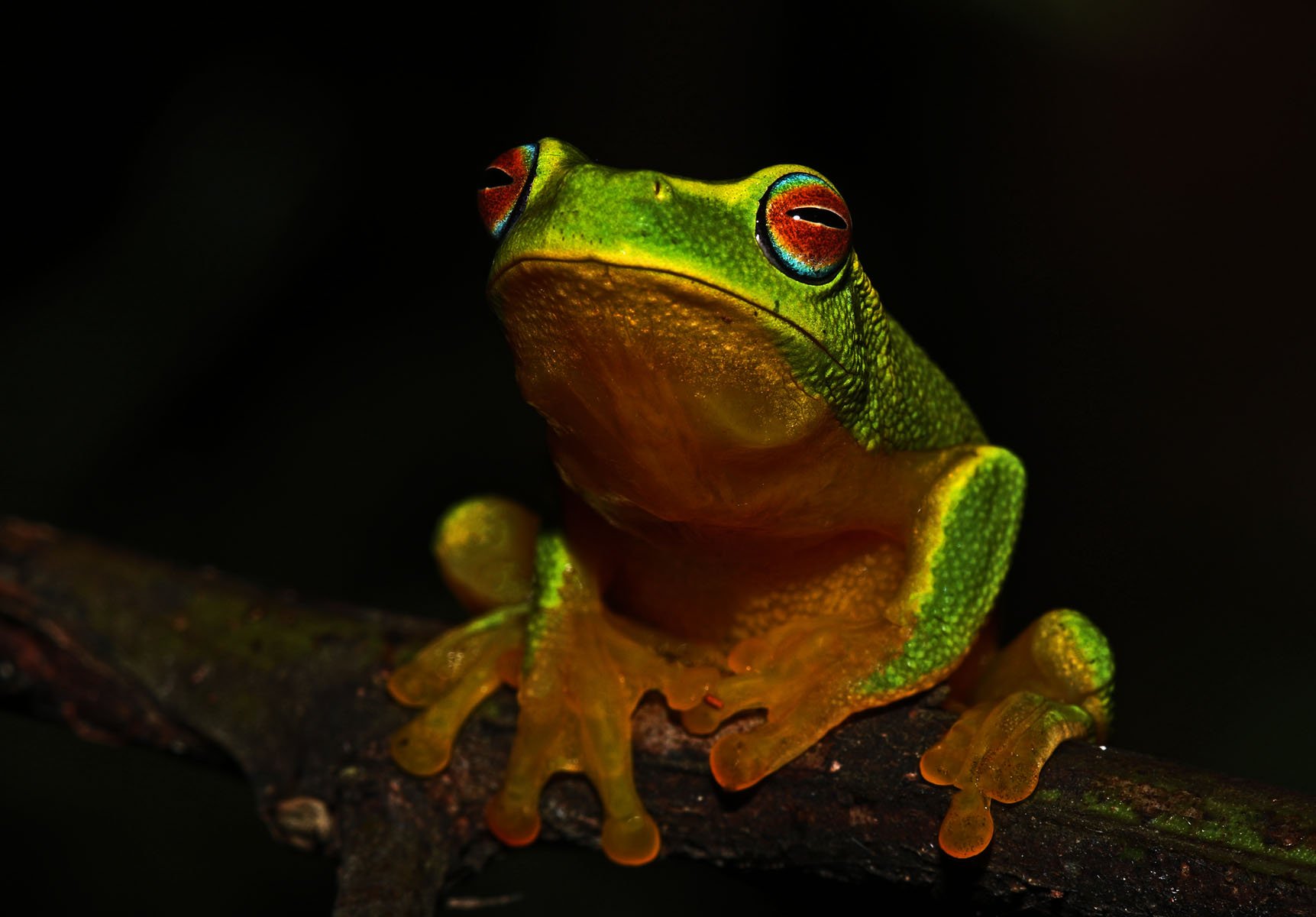 Image Critique - Open Colour