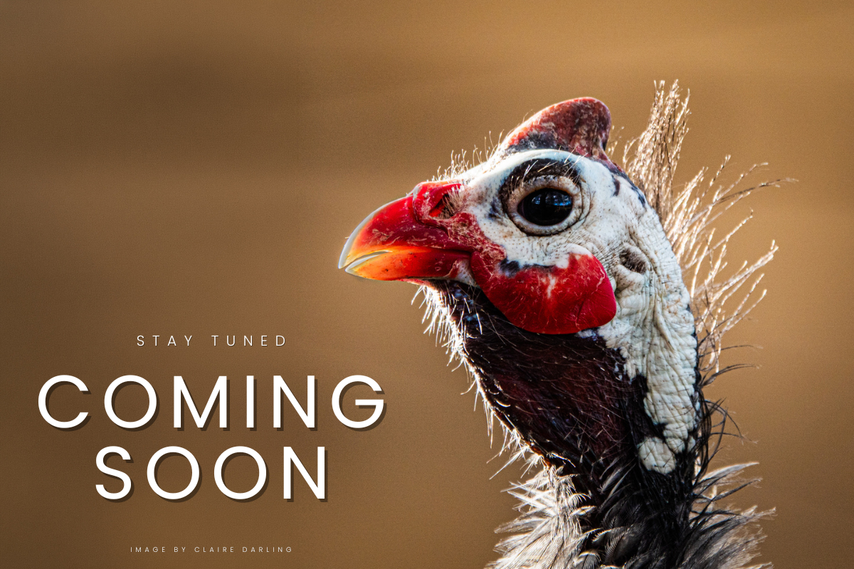 Guest Speaker - Coming Soon