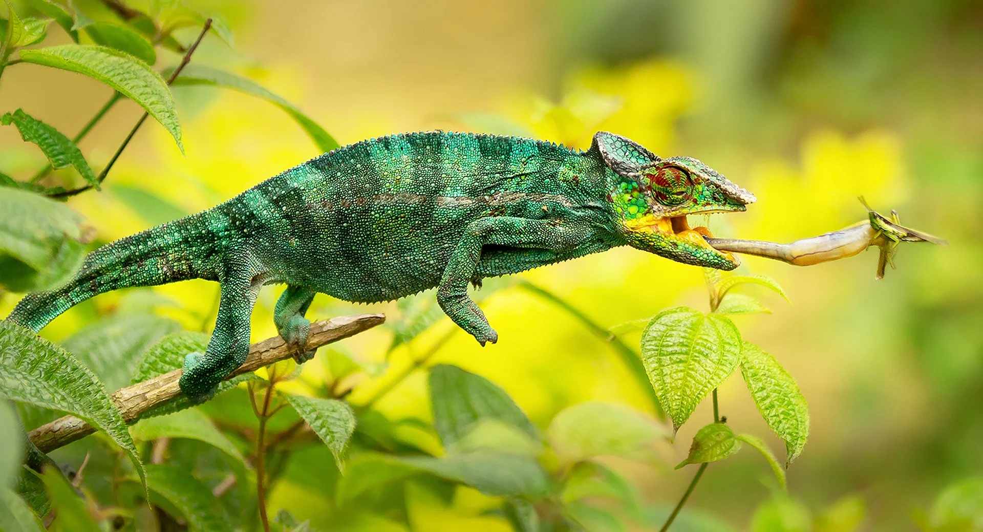 Image Critique - Nature