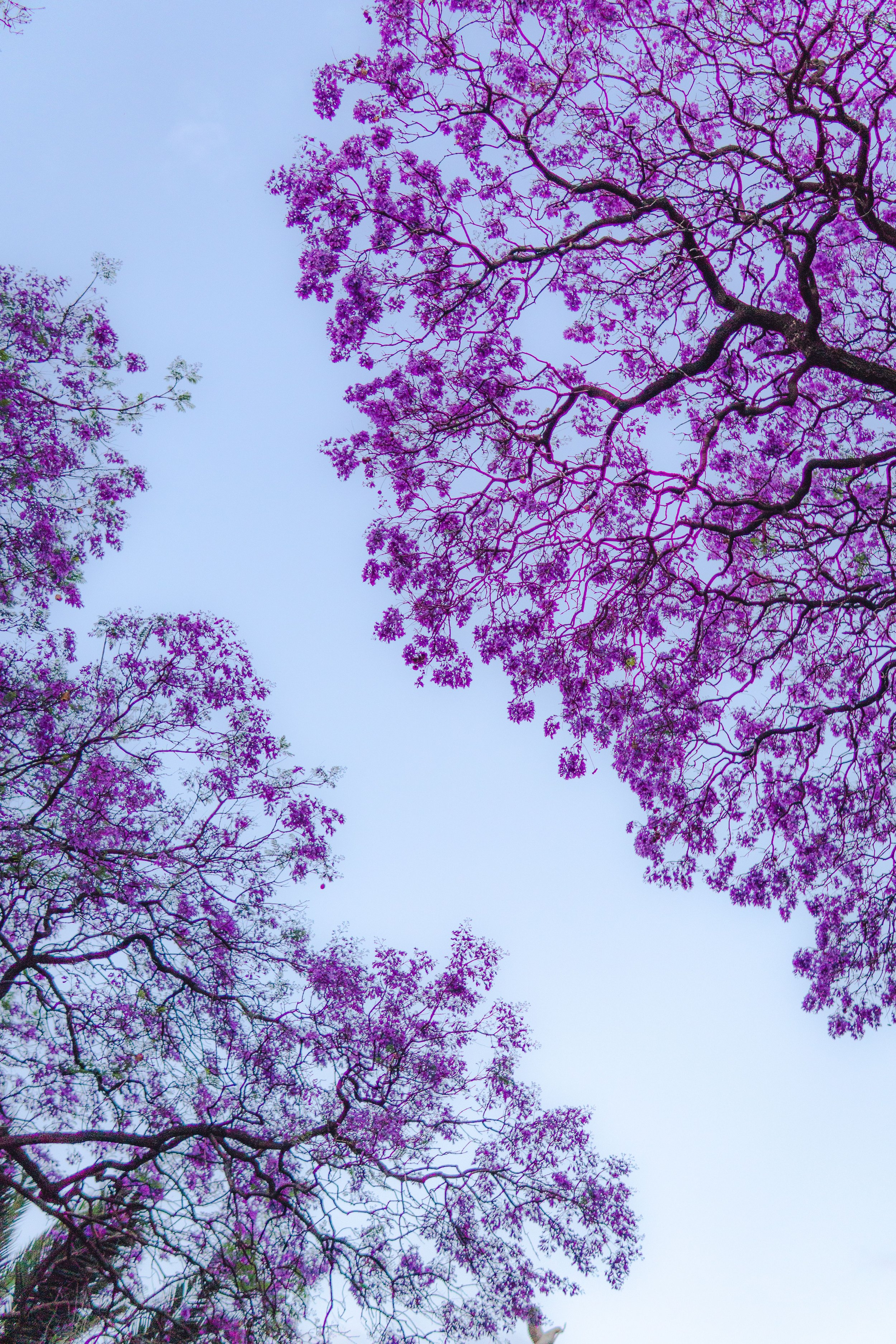 Weekend Outing - Jacaranda Shoot