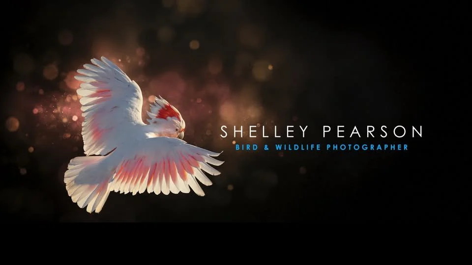 Guest Speaker - Bird and Wildlife Photography with Shelley Pearson