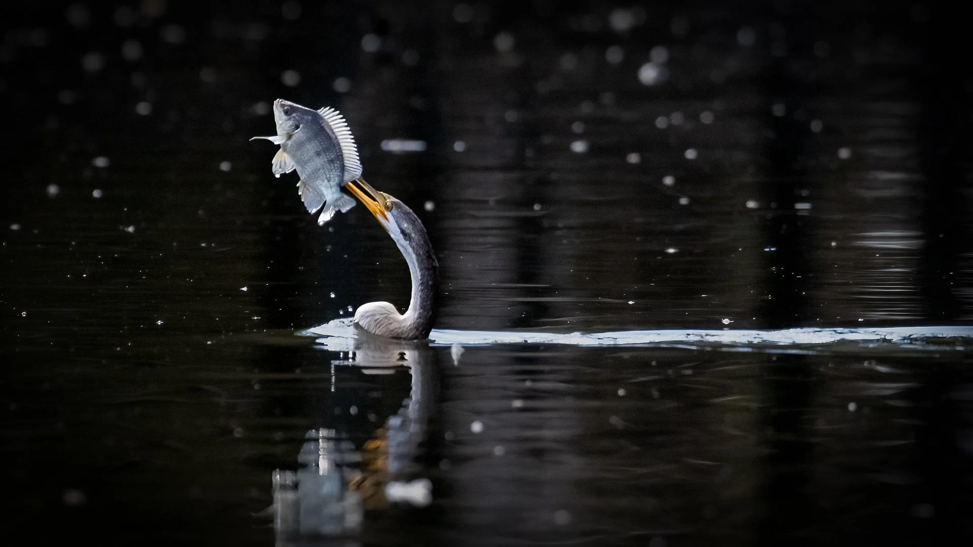 Nature - Your Mine - Karen Howell