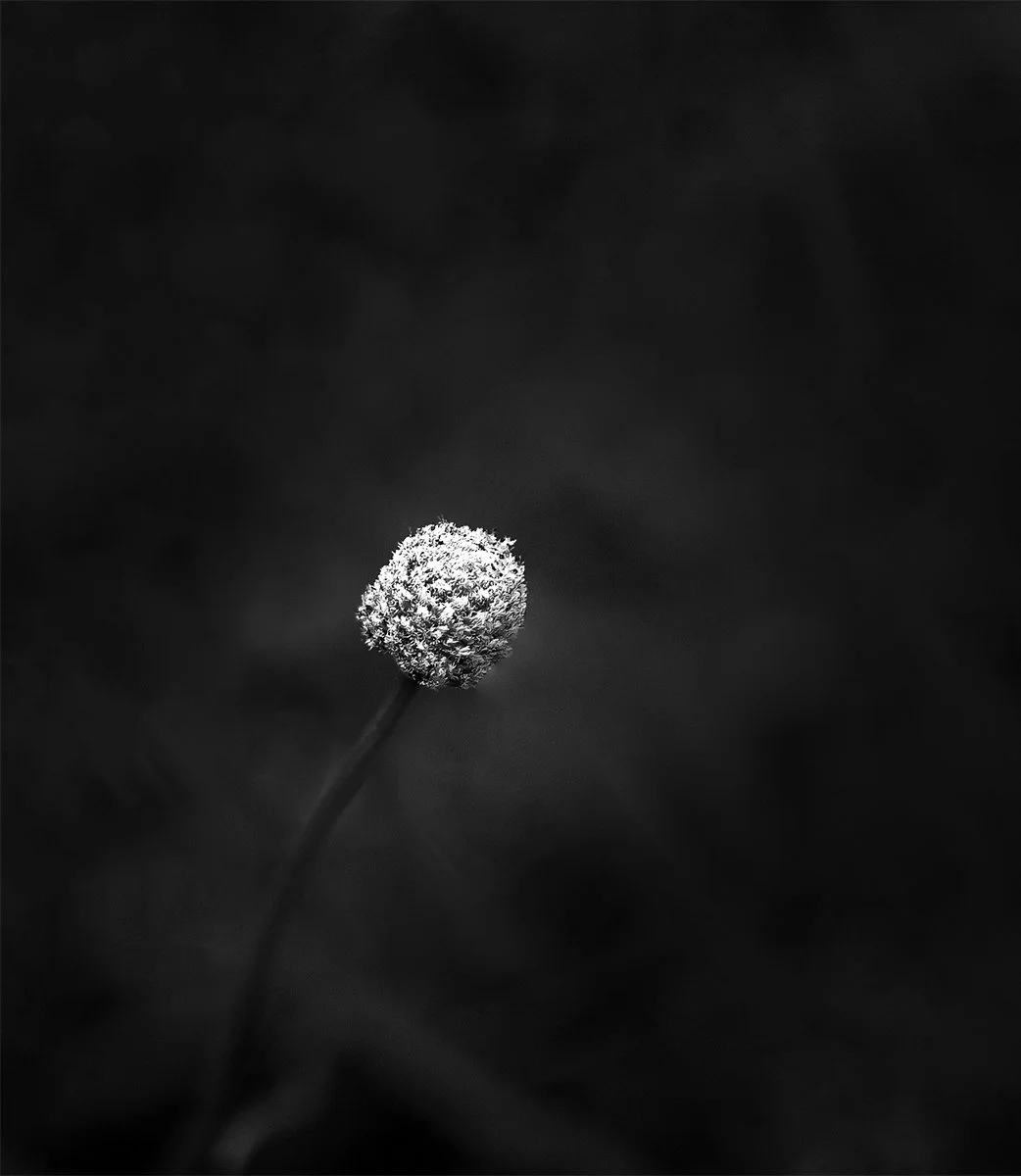 AB Grade Digital - Belinda Heger - Shadow Bloom