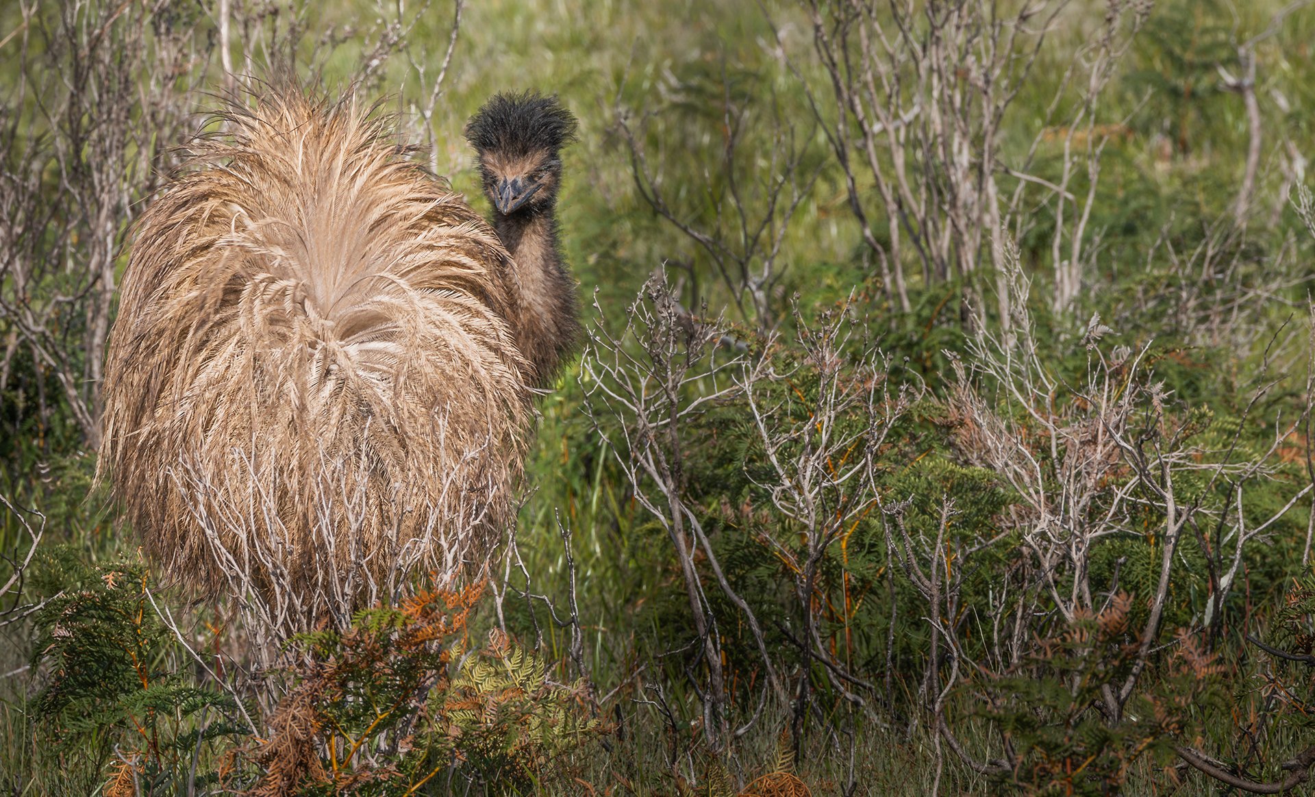 Nature - Pretty Emu - Valerie Kleindienst