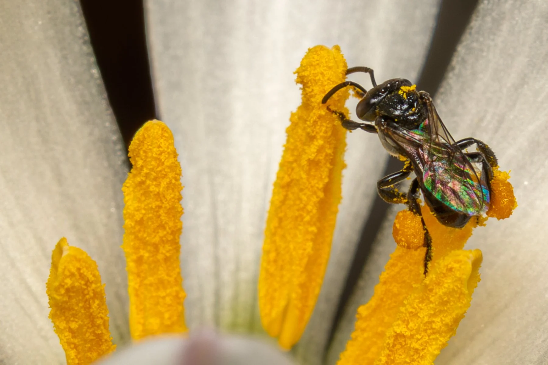 Nature - Collecting Pollen - Andrea Lago