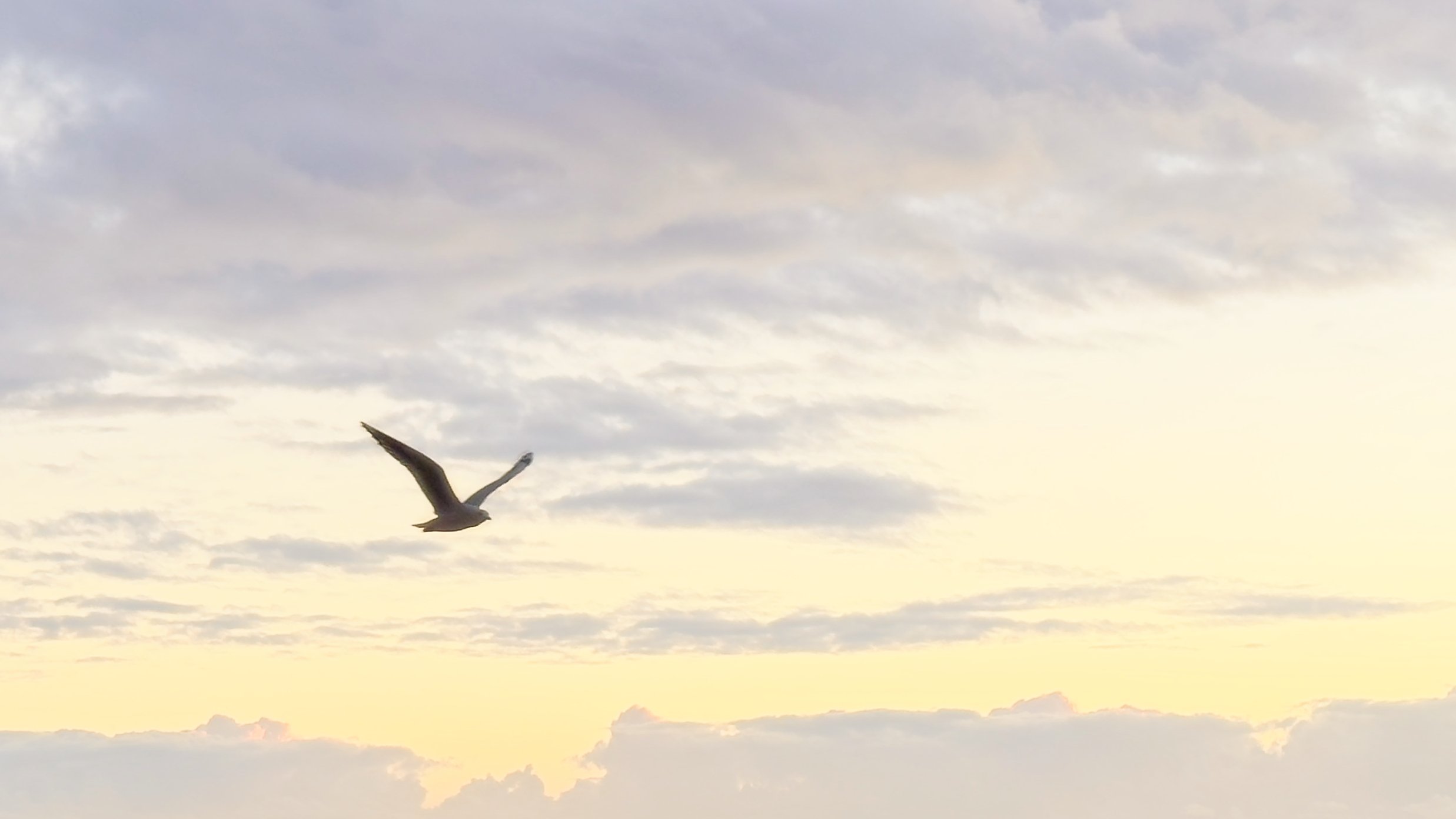 A Grade Print - Margaret Duncan - Seagull at Sunrise