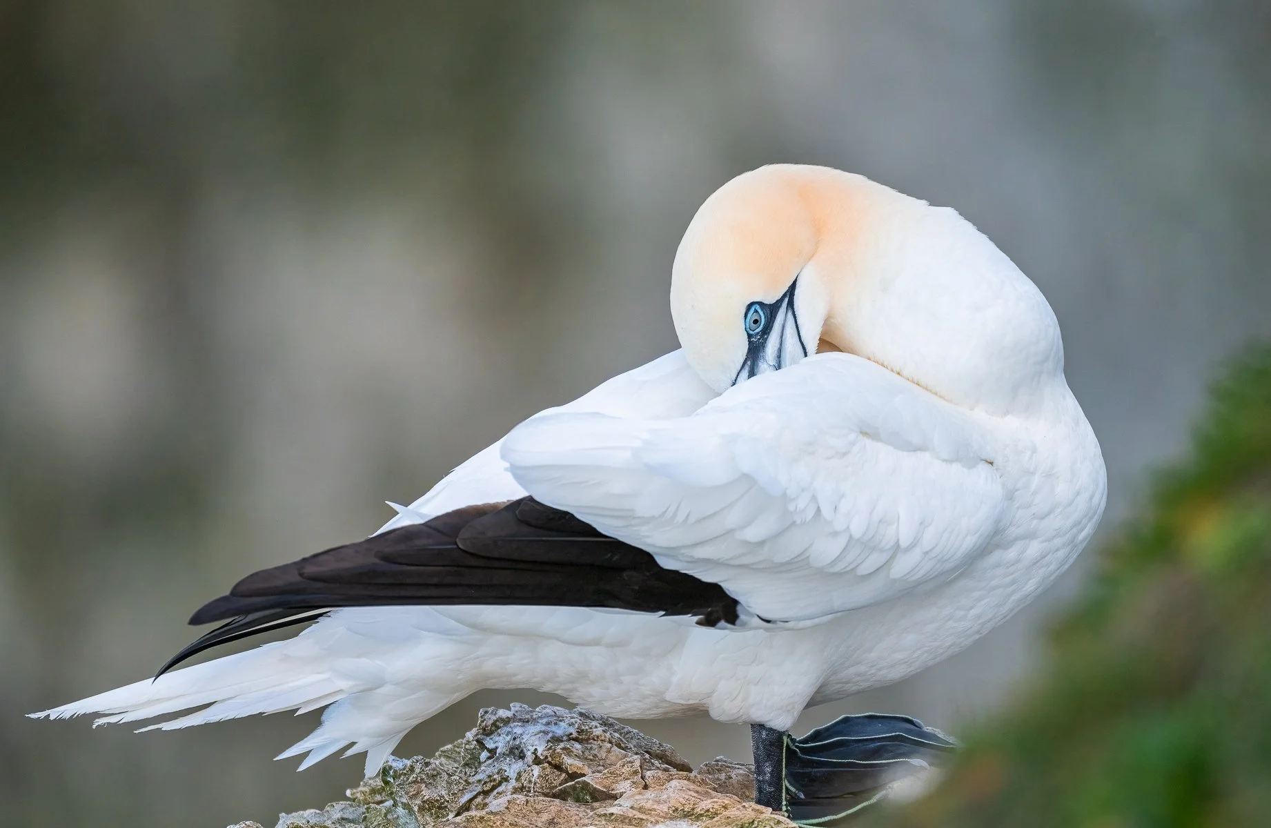 A Grade Digital - Christine Fenwick - Just Chilling