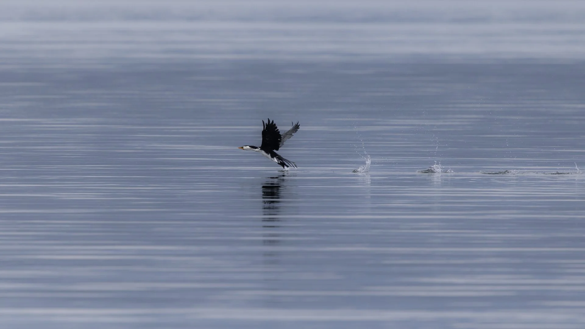 A Grade Digital - Andrea Lago - Flying Low