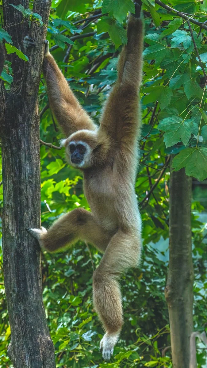 Nature - Endangered Lar Gibbon - Bob Darling
