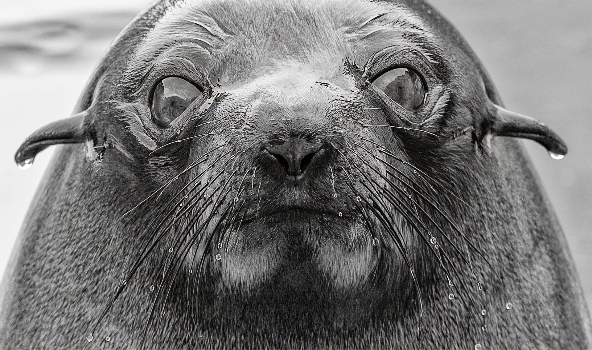 Nature - What Are You Looking At - Jeff Basley