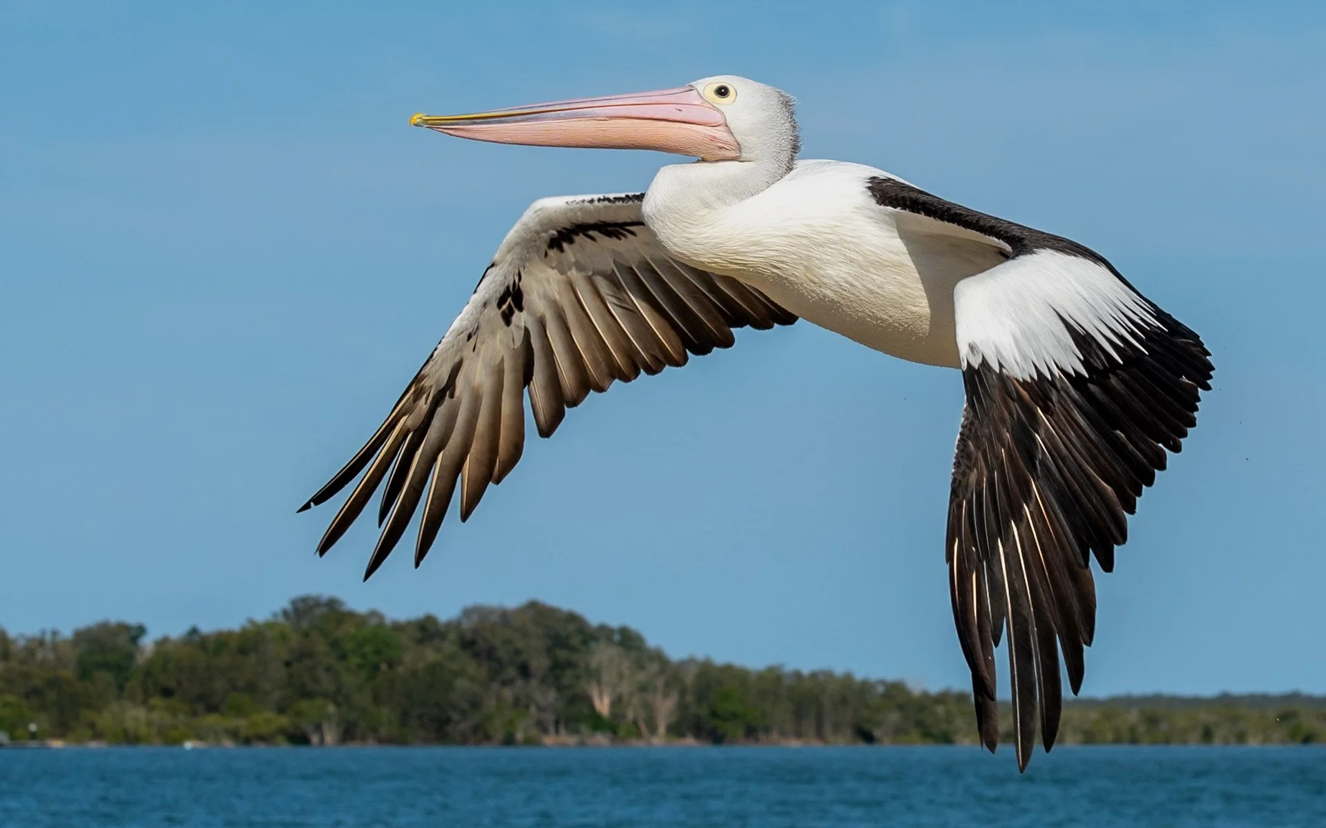 Nature - Graceful Pelican - David Wilson