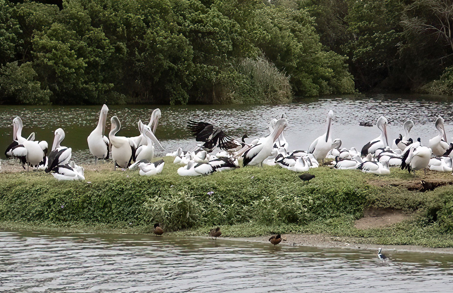 Nature - Pelicans and Friends - Phillipa Grobler
