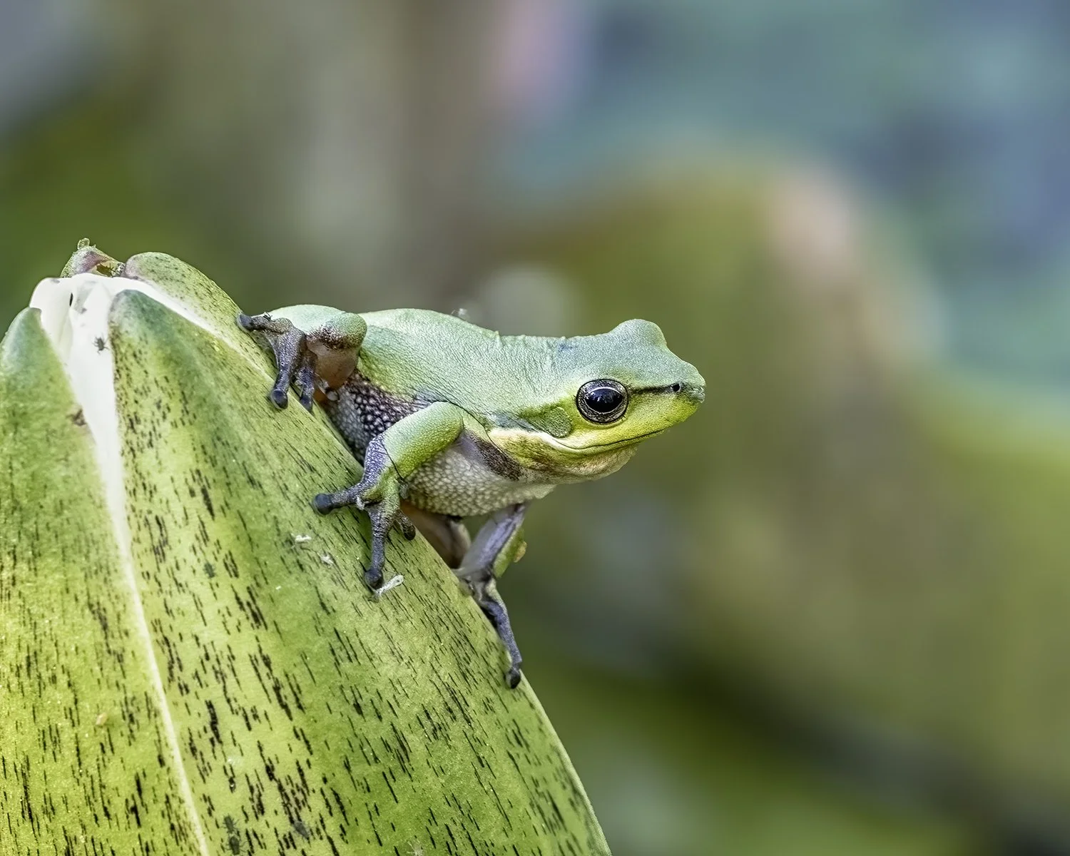 Nature - Green Machine - Julie Elliott