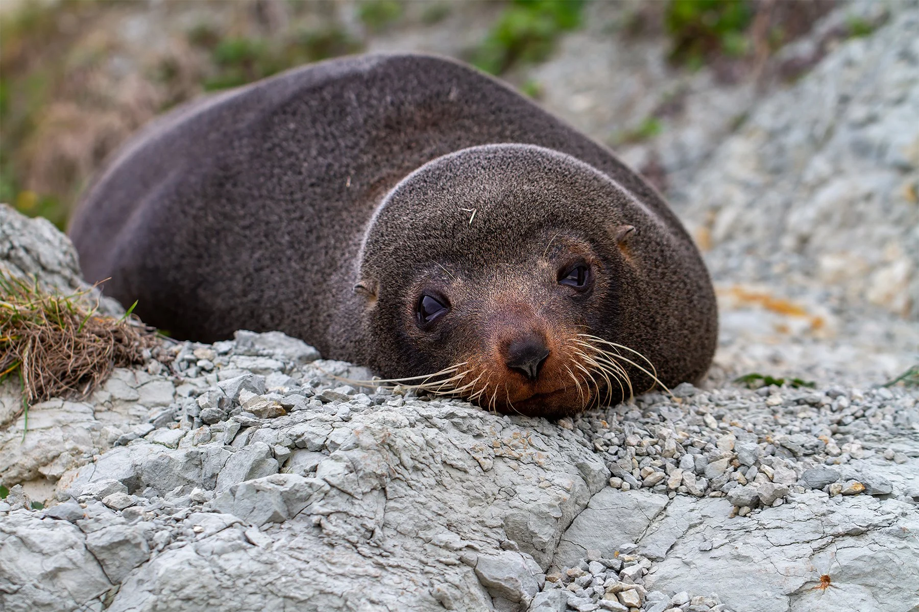Nature - Lazy Day - Belinda Heger