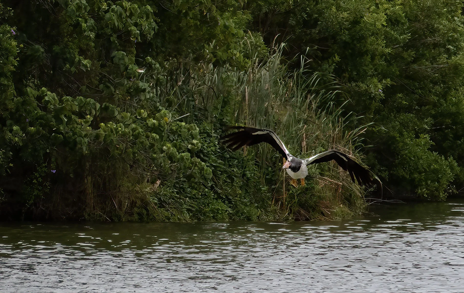 Nature - Magpie Goose - Phillipa Grobler