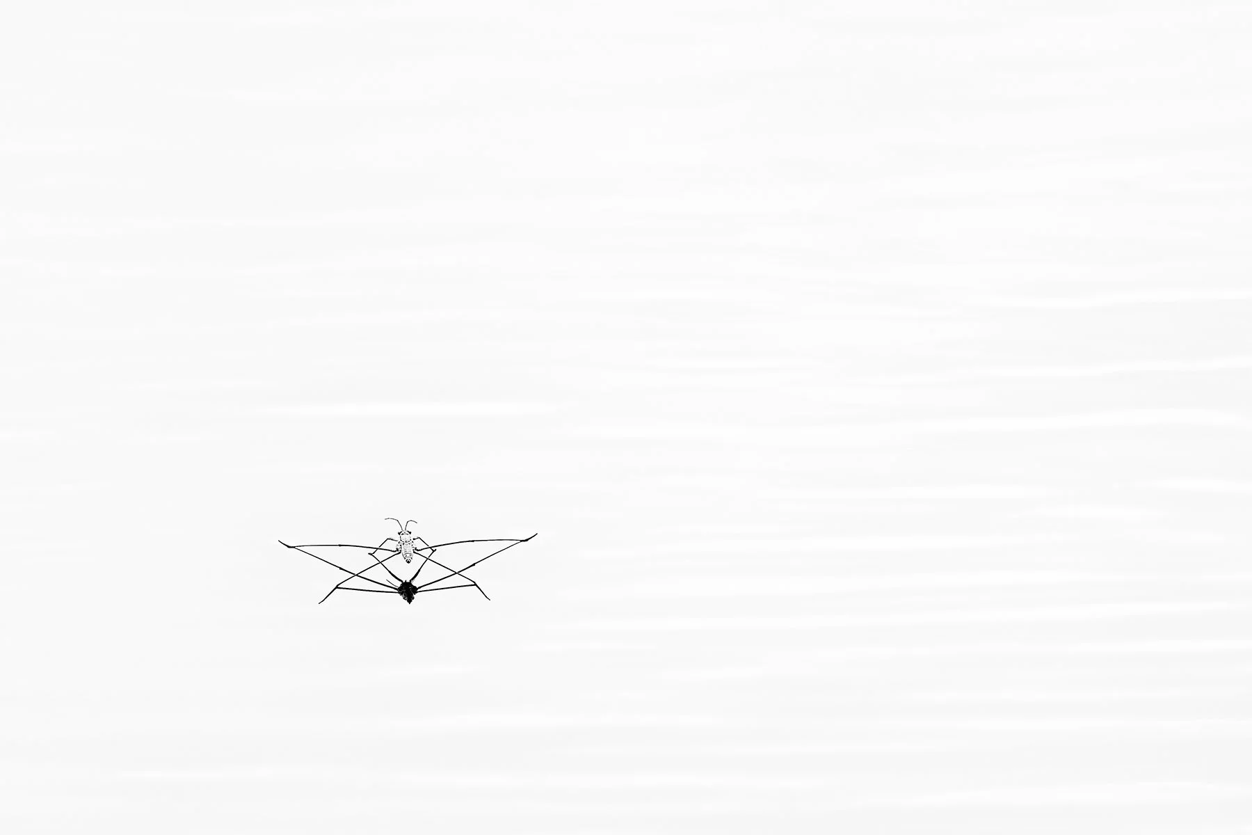 A Grade Digital - Jeff Basley - Silent Crossing