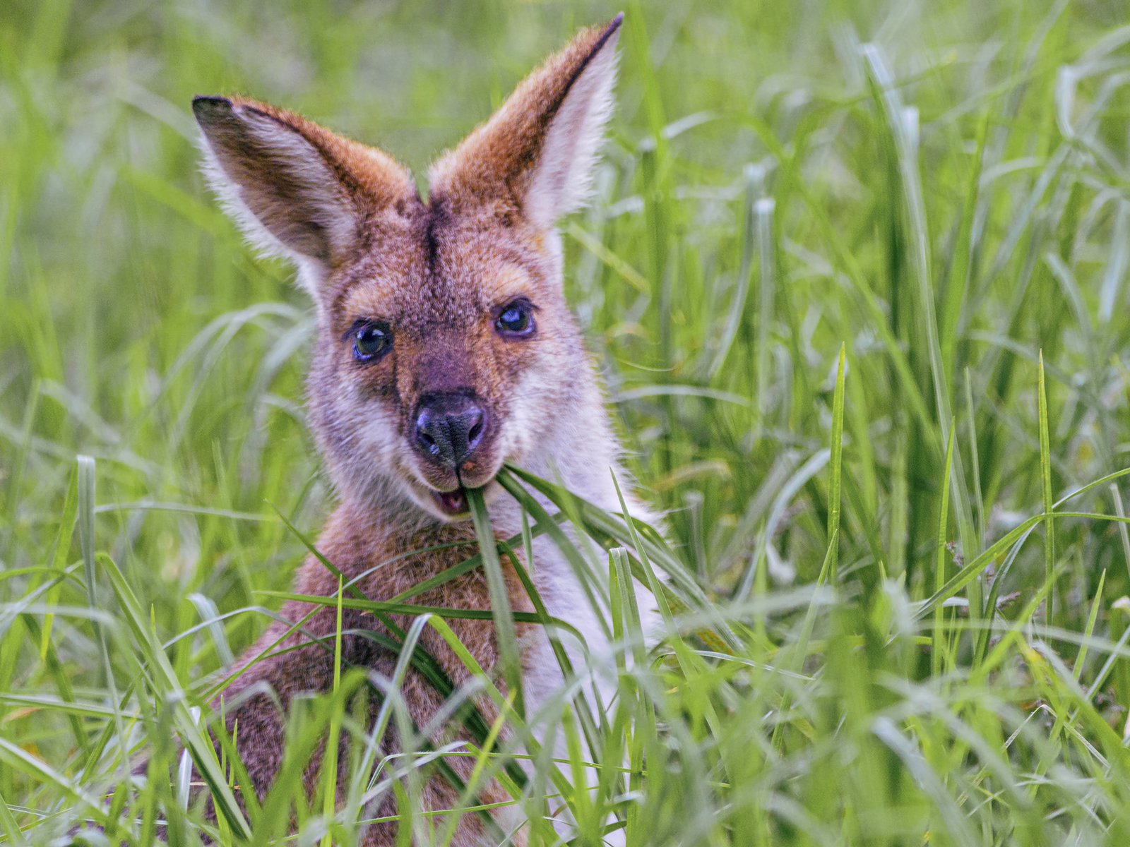 Nature Print - A-Joey Just Grazing - Gail Mooney