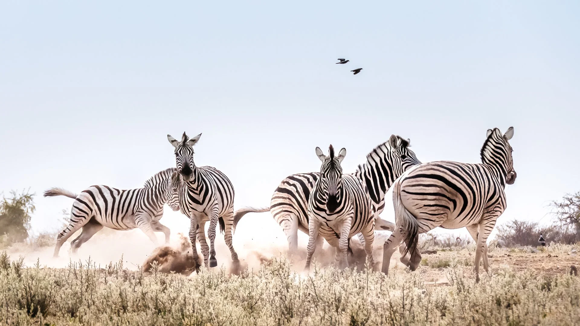 Nature - Zebra Play - Mike Hennessy