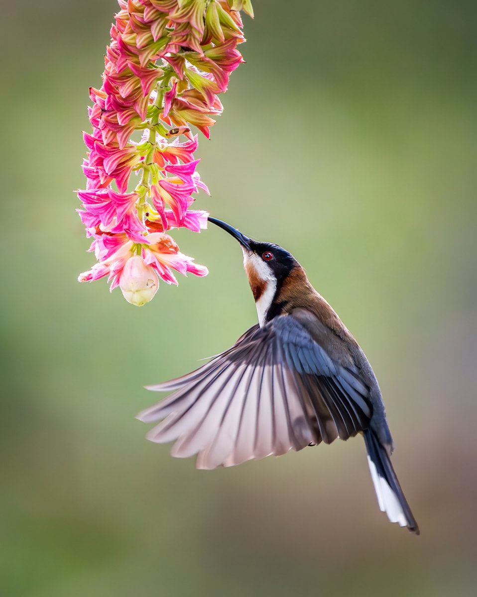 Eastern Spinebill.jpg