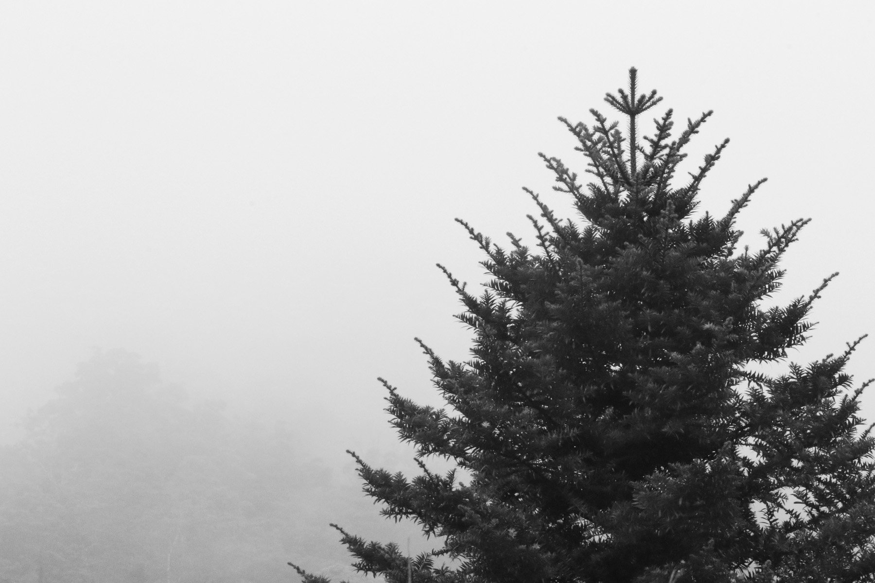 AB Grade Digital - Deb Stokes - Lone Pine