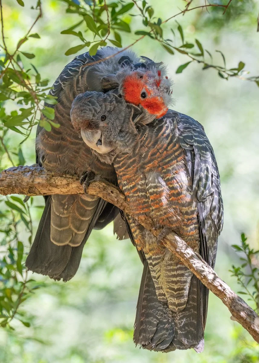 Nature Print - Massaging Gang-Gang Cockatoos - Bob Darling