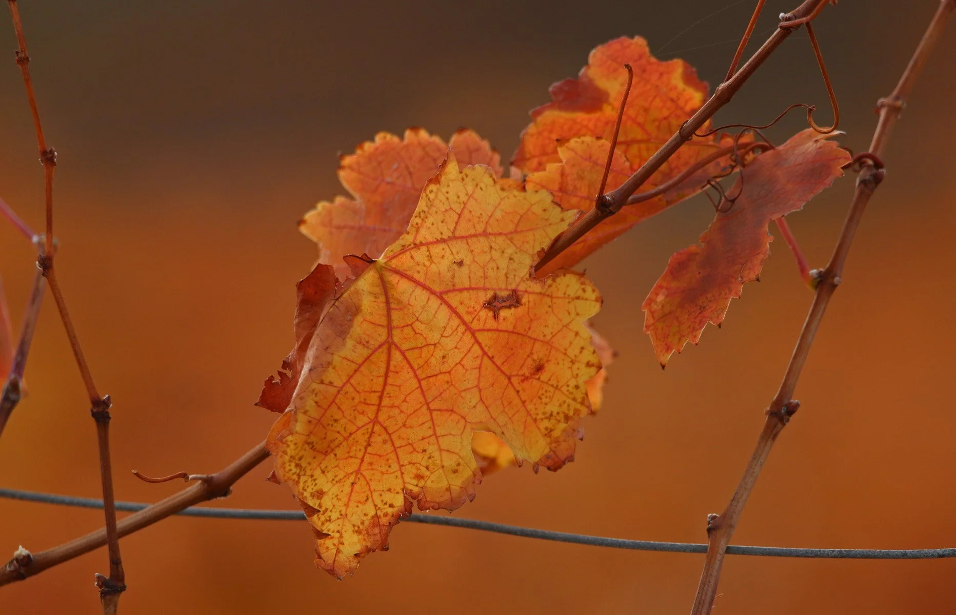 AB Grade Digital - Deb Stokes - Vineyard Colour