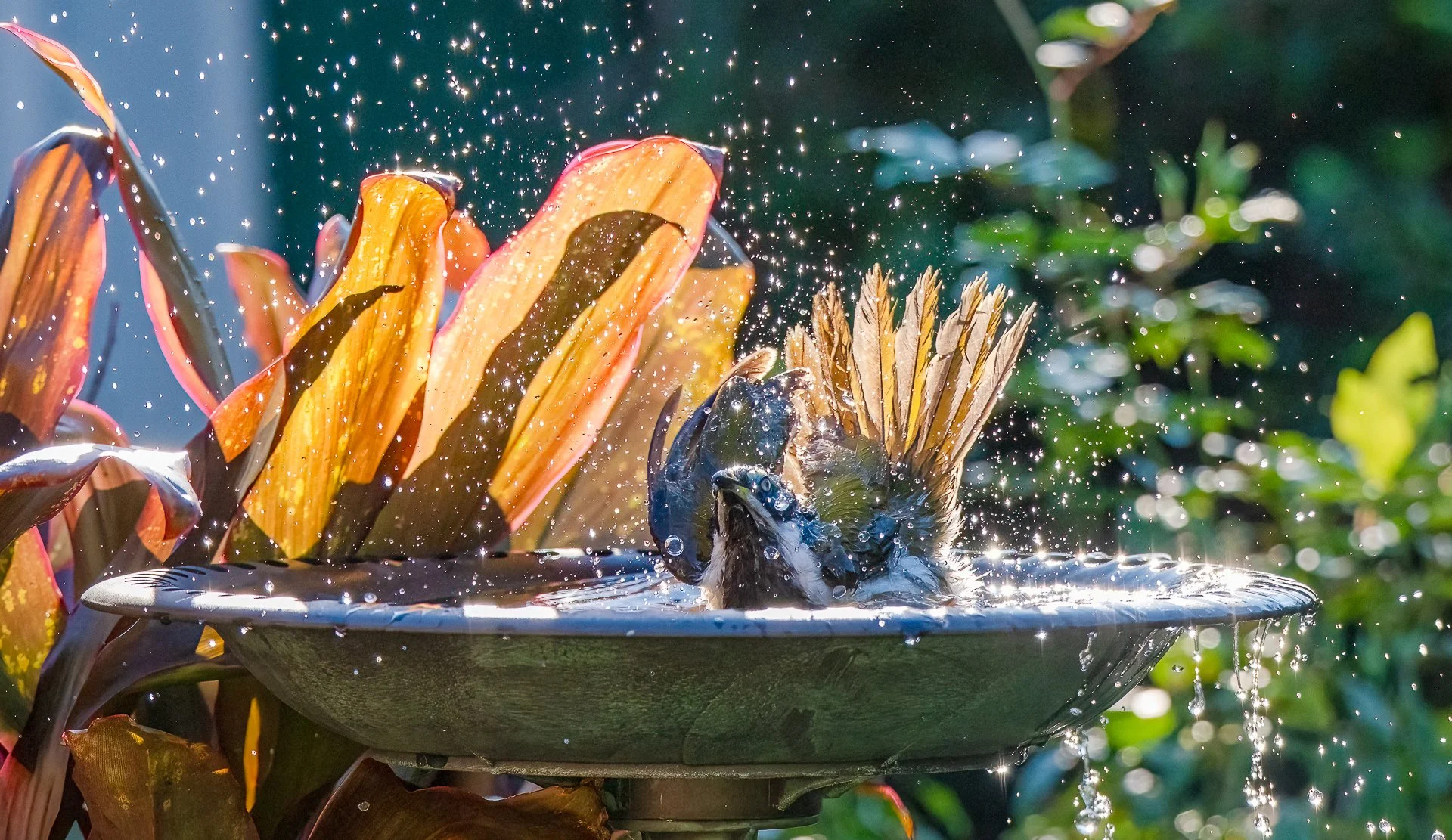 A Grade Digital - Christine Fenwick - Bathtime