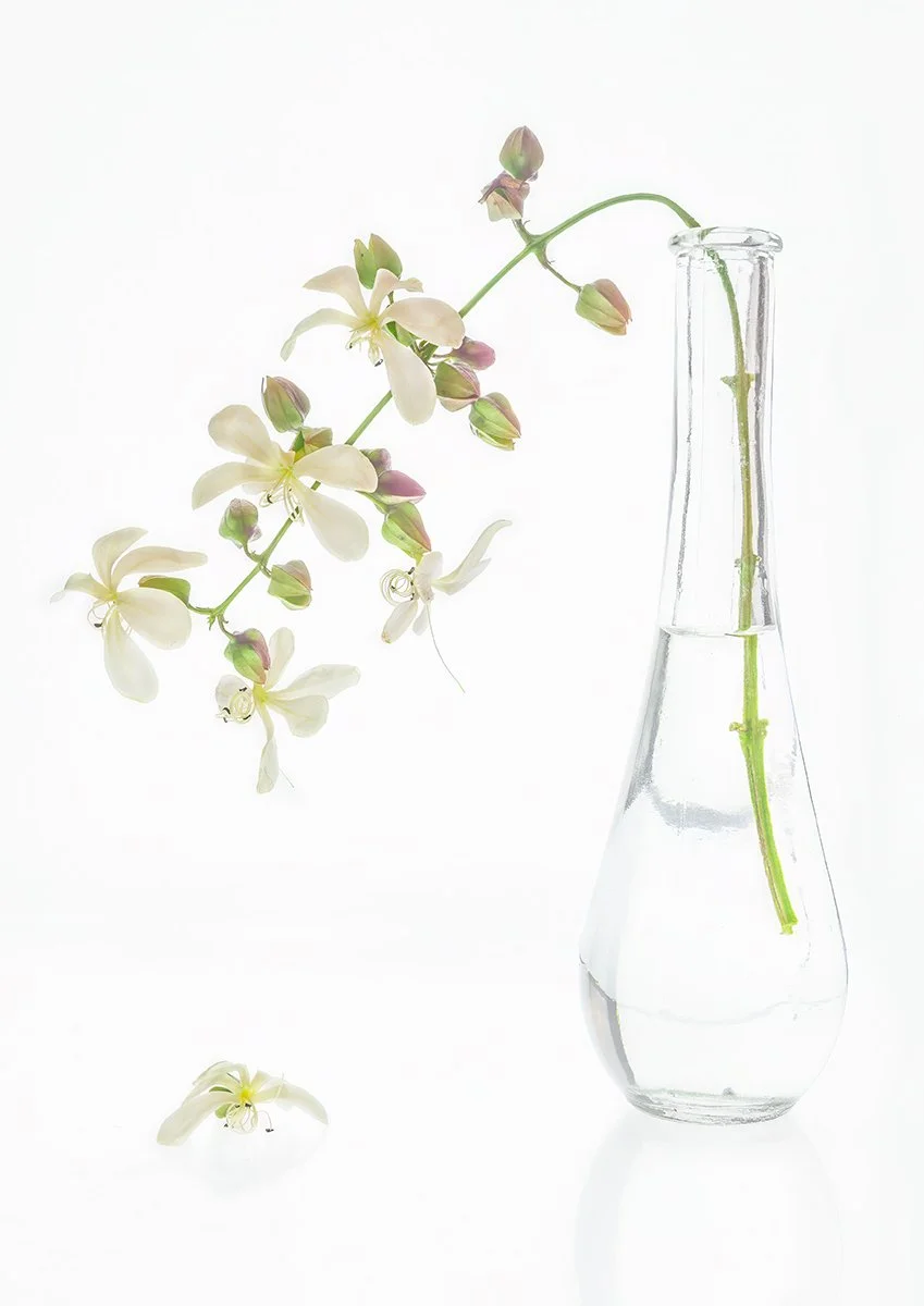 A Grade Print - Gail Mooney - Purity